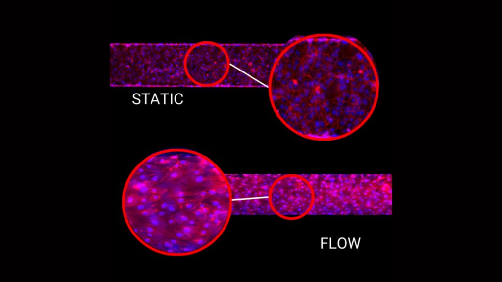 endothelial flow