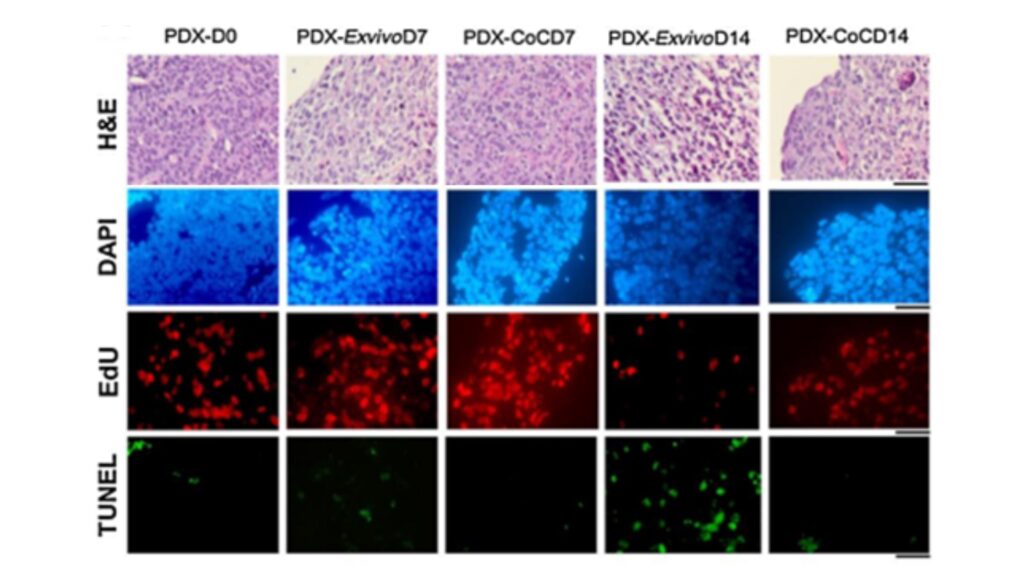 endothelial long term culture