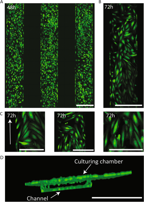 organoid vasculature